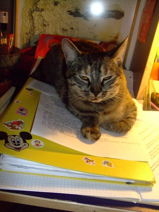 Illustration for article titled 19 Cats Who Need To Check Their Privilege
